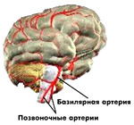 Вертебро-базилярная система